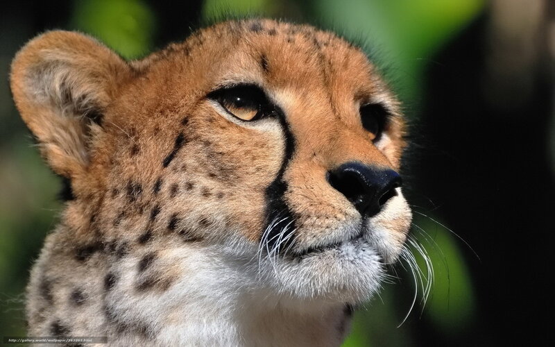 Cheetah Head Close-up — Brown