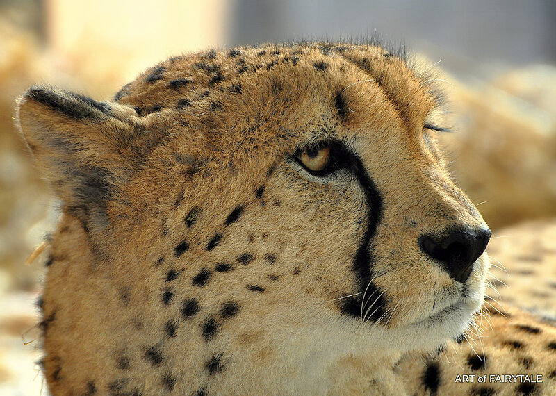 Cheetah Head Close-up