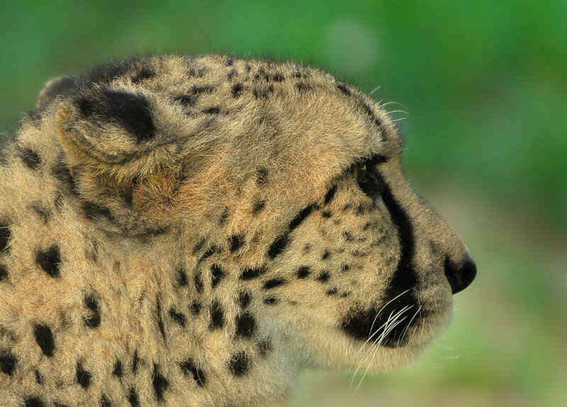 Cheetah Head Profile