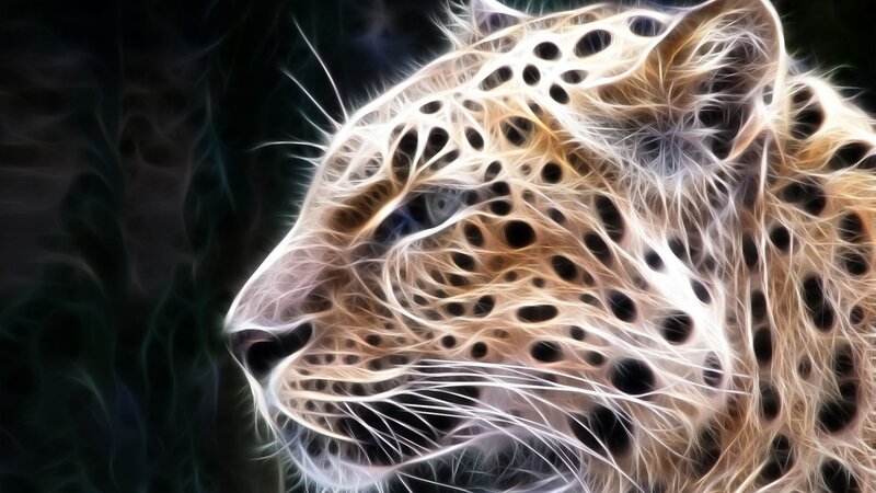 Cheetah Head — White