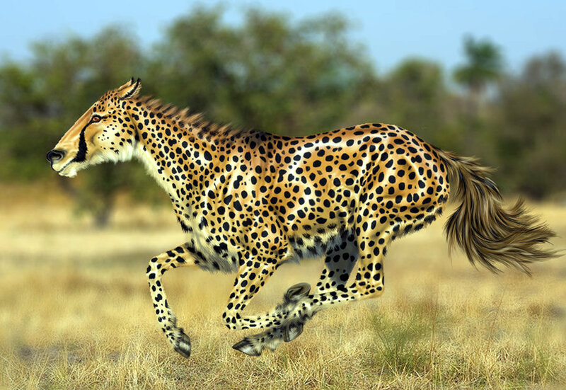 Cheetah-horse Hybrid