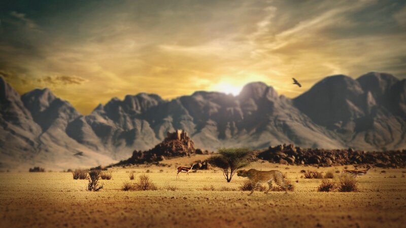 Cheetah Hunting Gazelles
