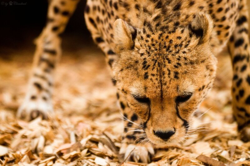Cheetah in a crouched stance