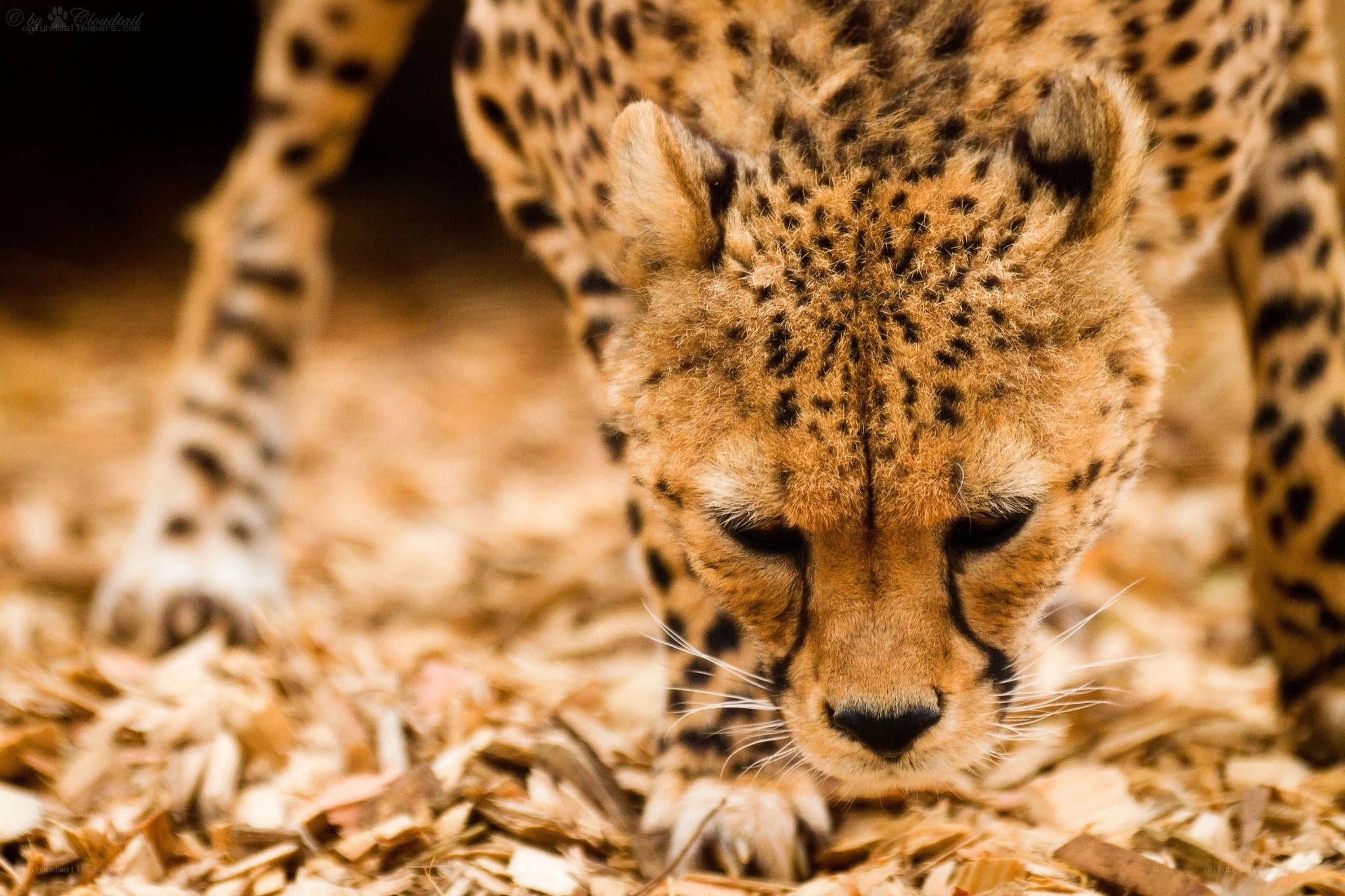 Cheetah in a crouched stance