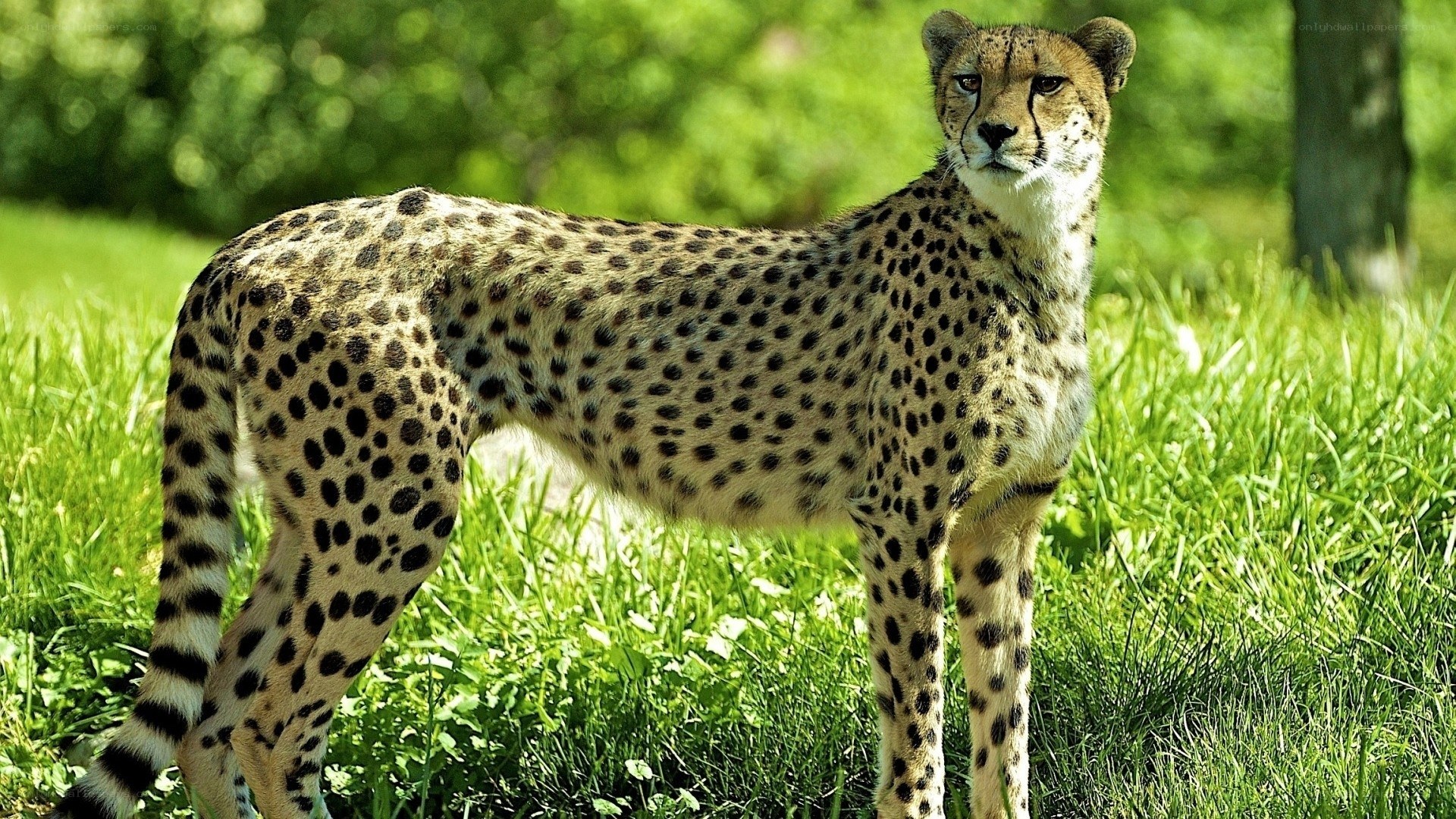 Cheetah in a grassy field
