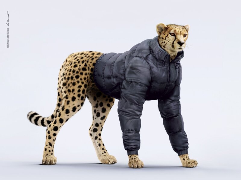 cheetah in a puffer jacket
