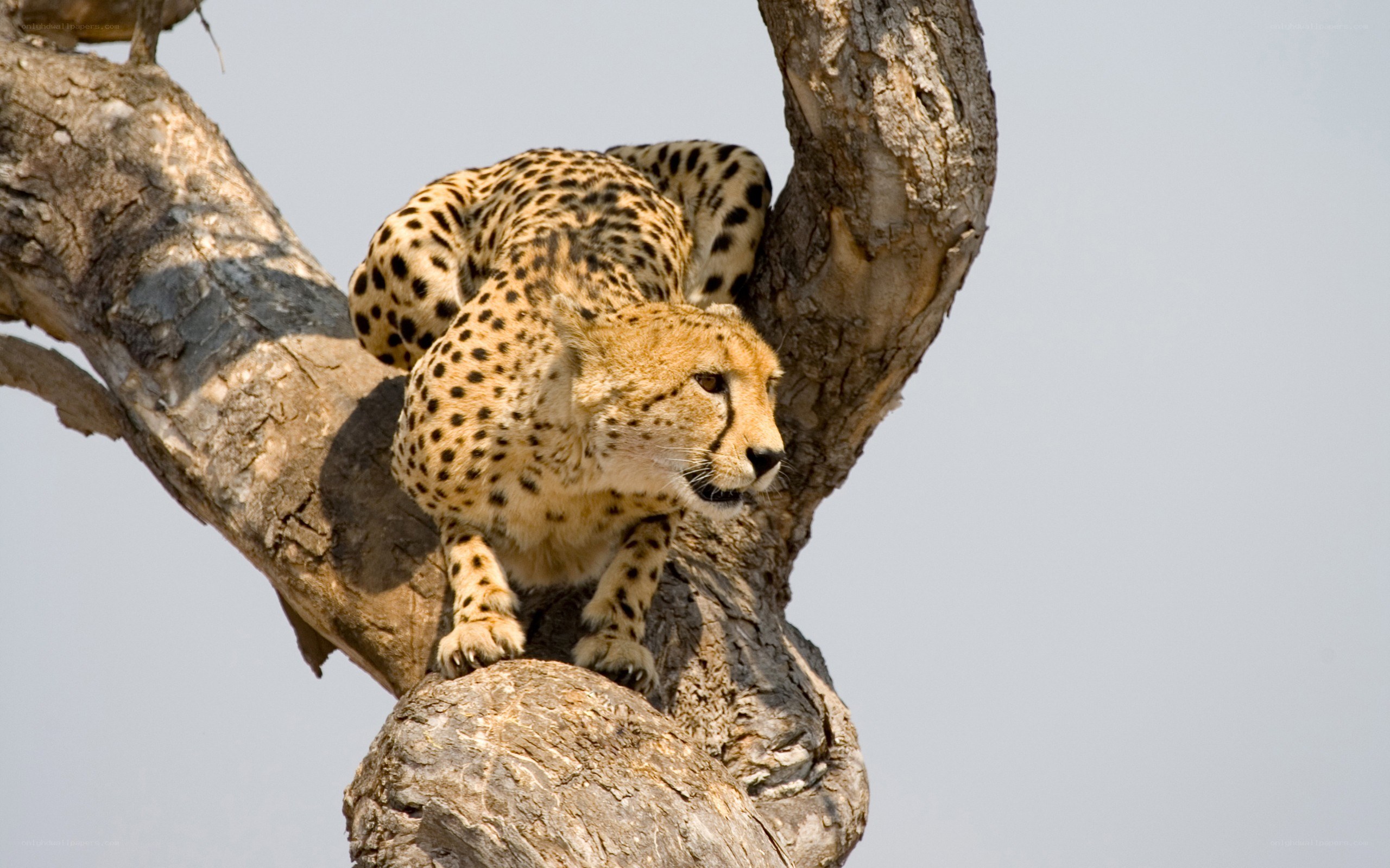 Cheetah in a tree