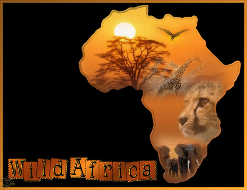 Cheetah in Africa