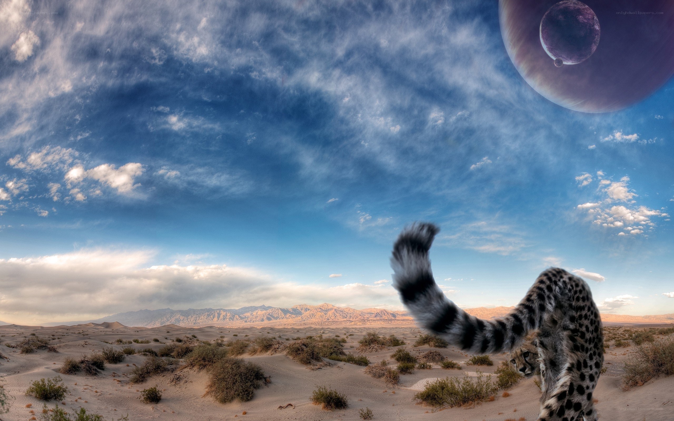 Cheetah in alien desert