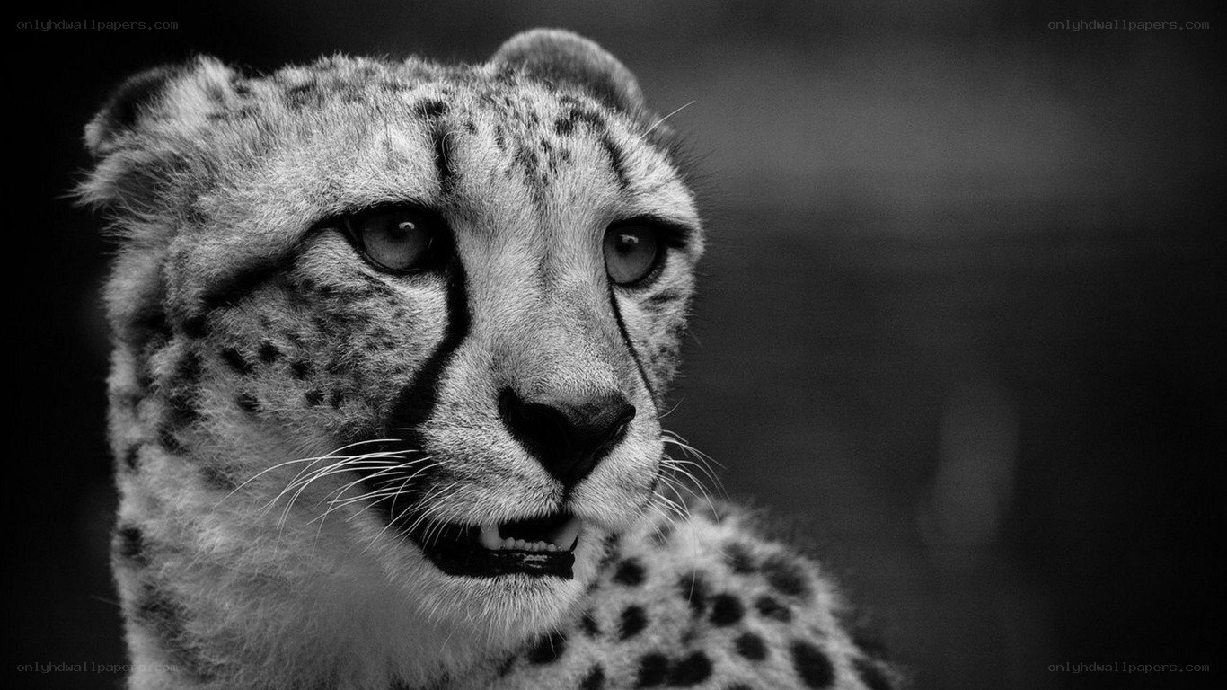 Cheetah in black and white