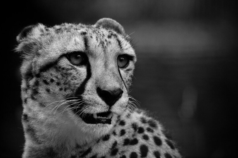 Cheetah in Black and White — Intense