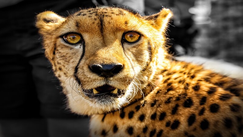 Cheetah in Close-up