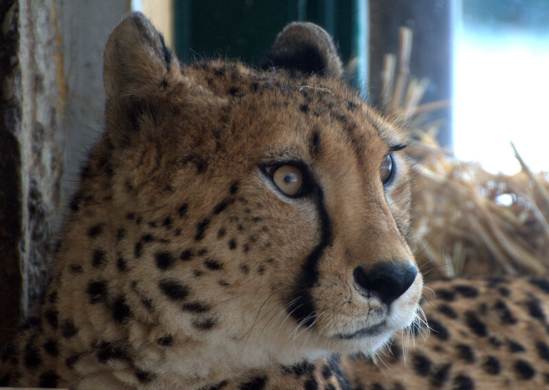 Cheetah in Enclosure