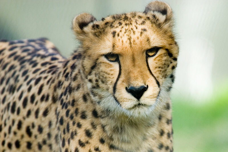 Cheetah in Focus