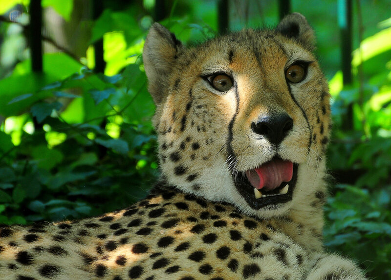 Cheetah in Foliage — Green