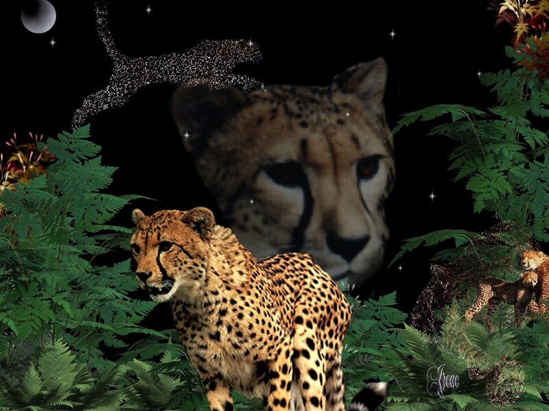 Cheetah in Foliage