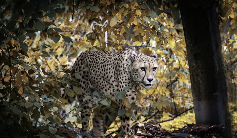 Cheetah in Forest