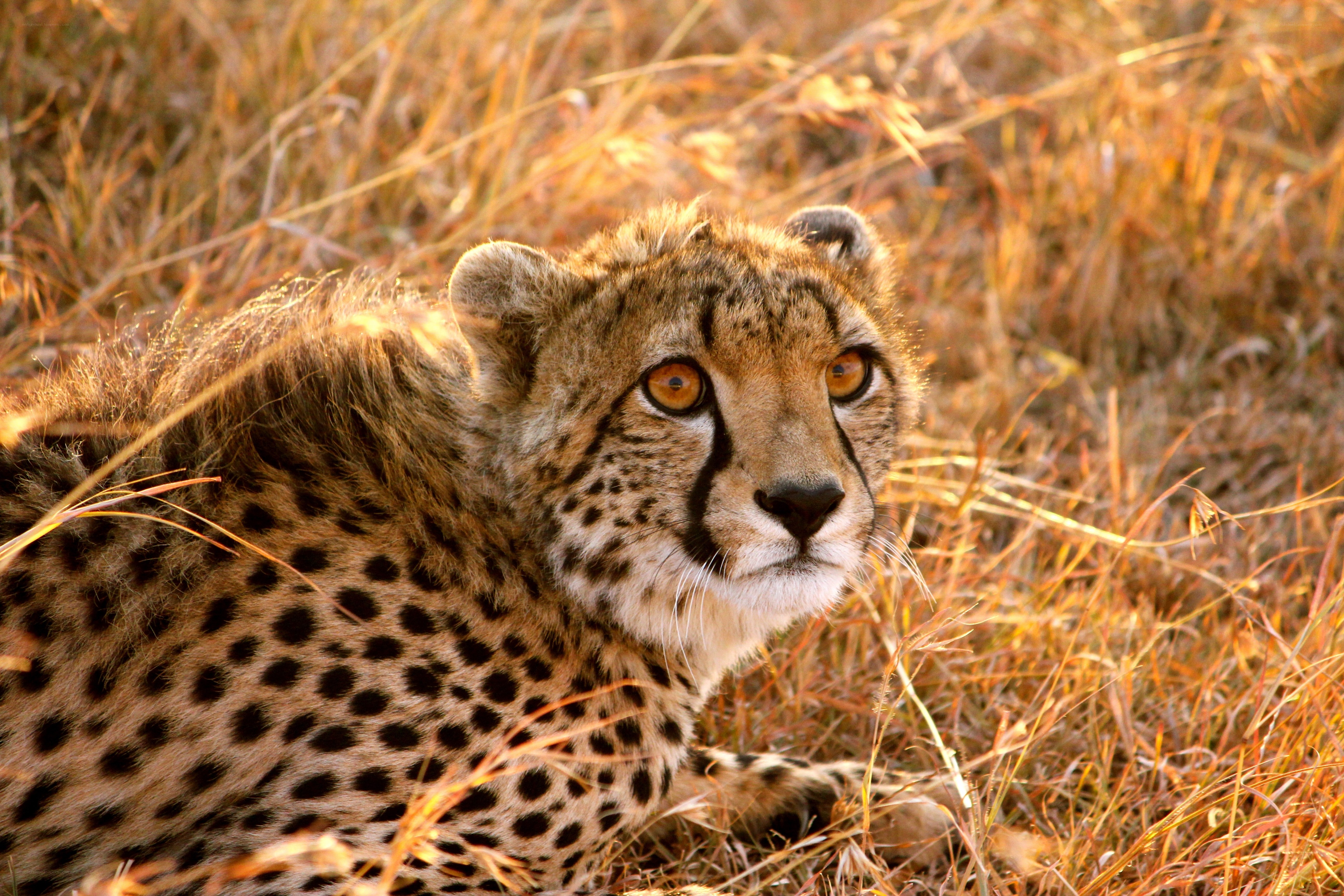 Cheetah in golden grass