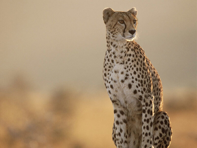 cheetah in golden light