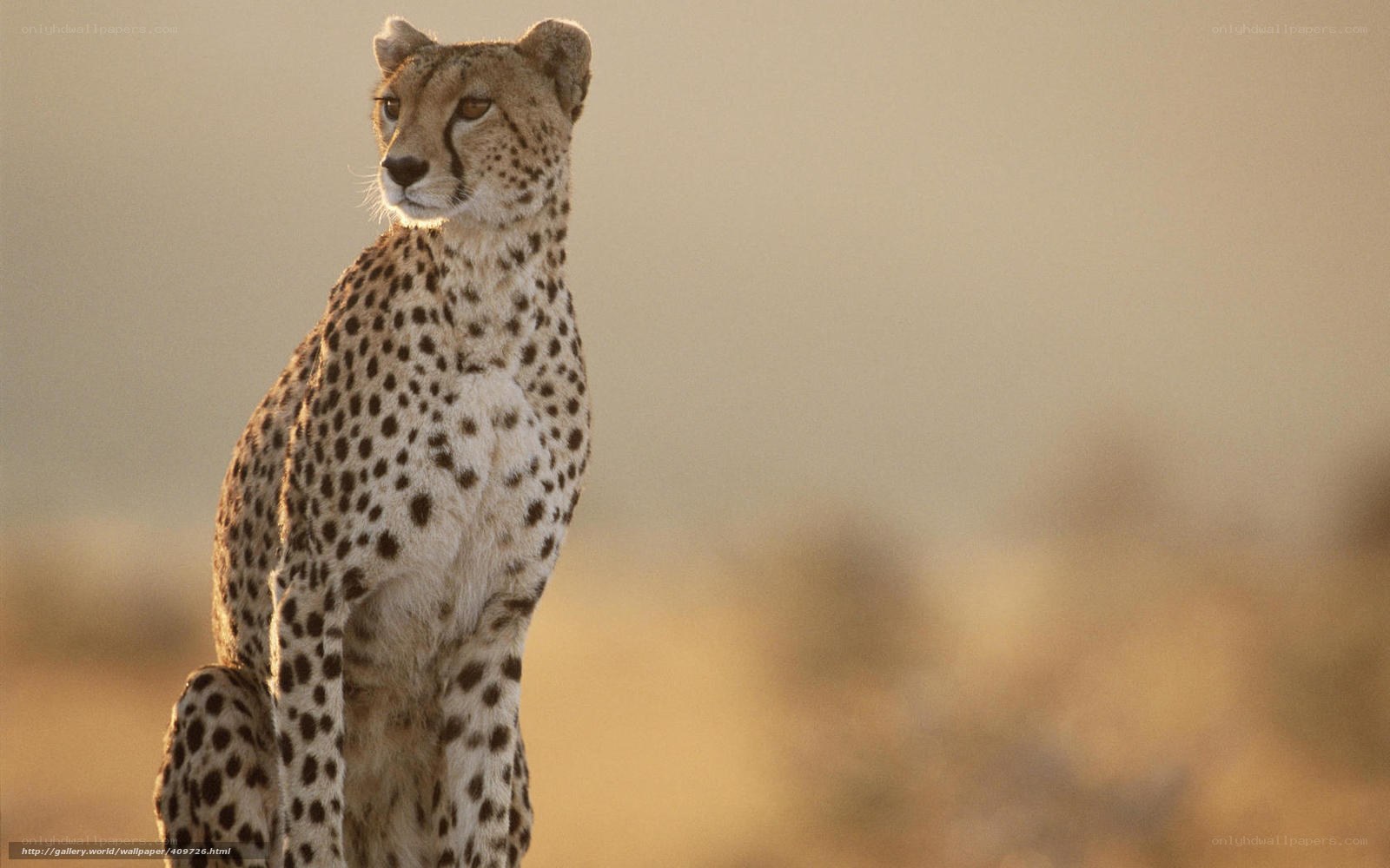 cheetah in golden light