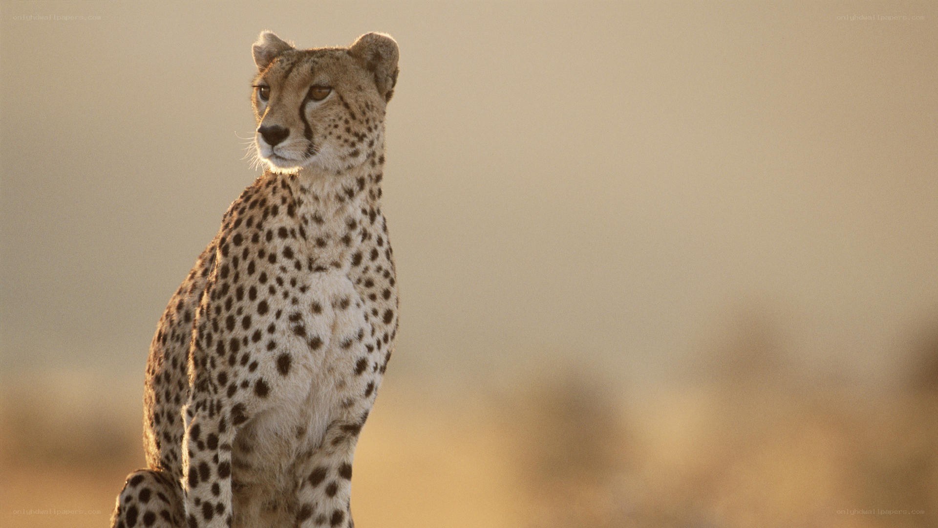 cheetah in golden light