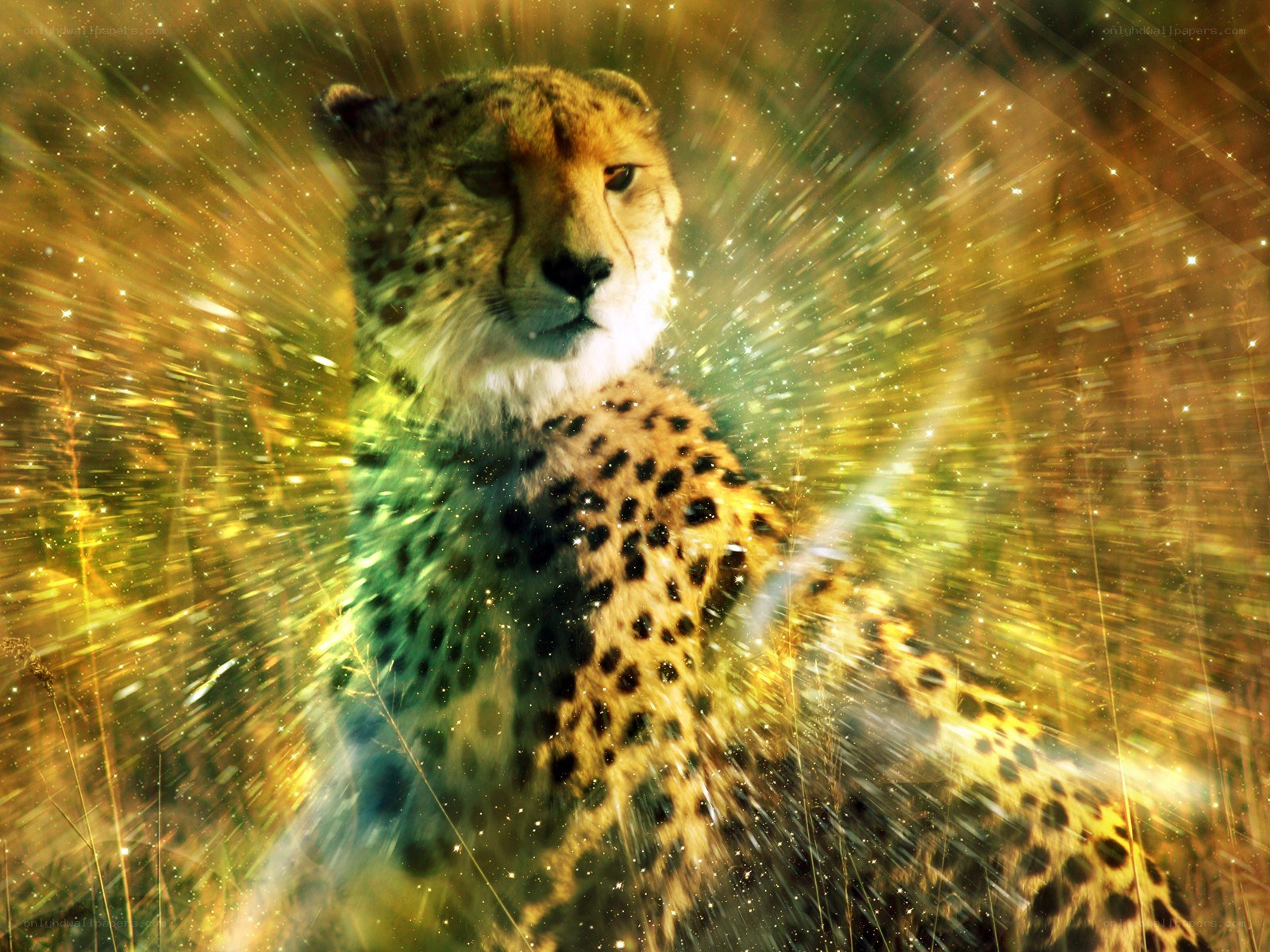 Cheetah in golden light