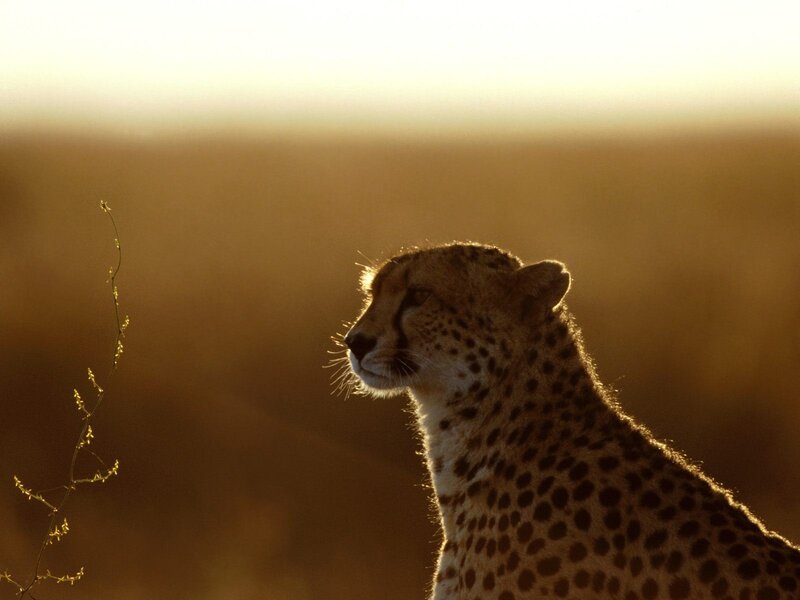 Cheetah in golden light