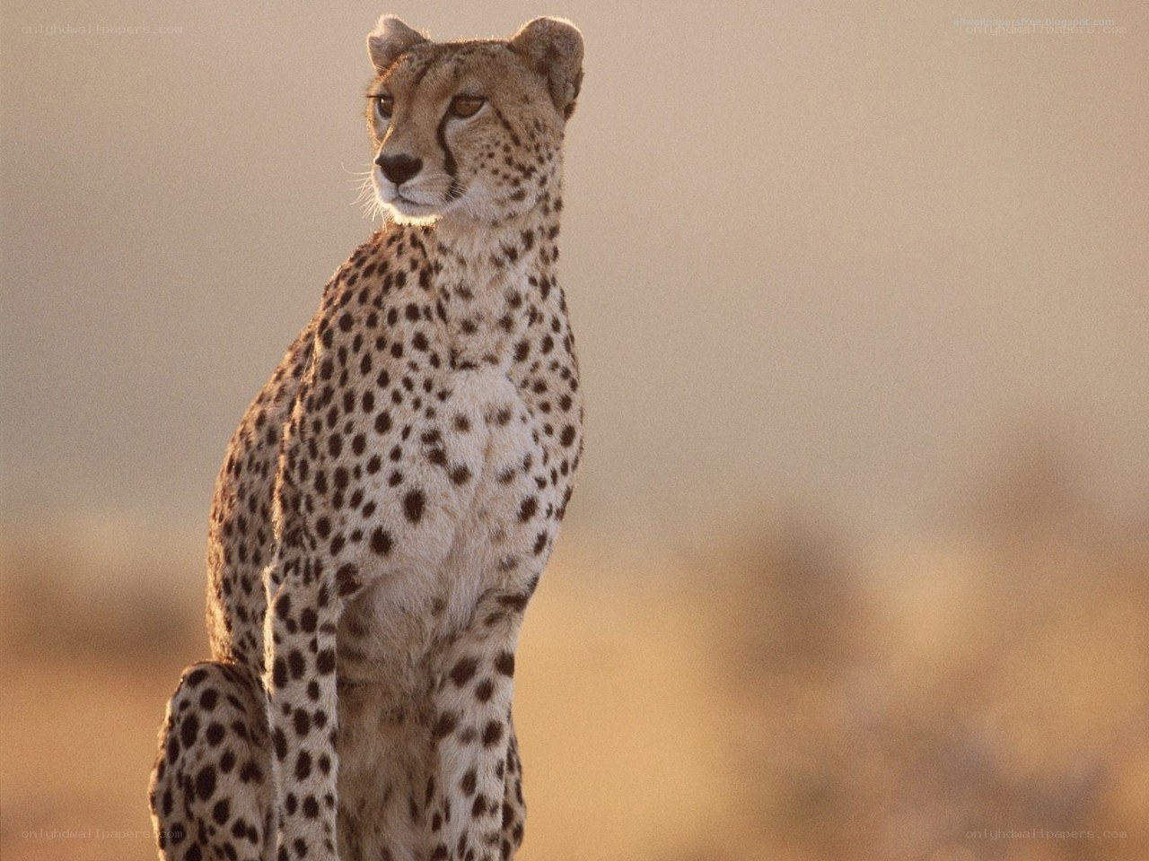 cheetah in golden light