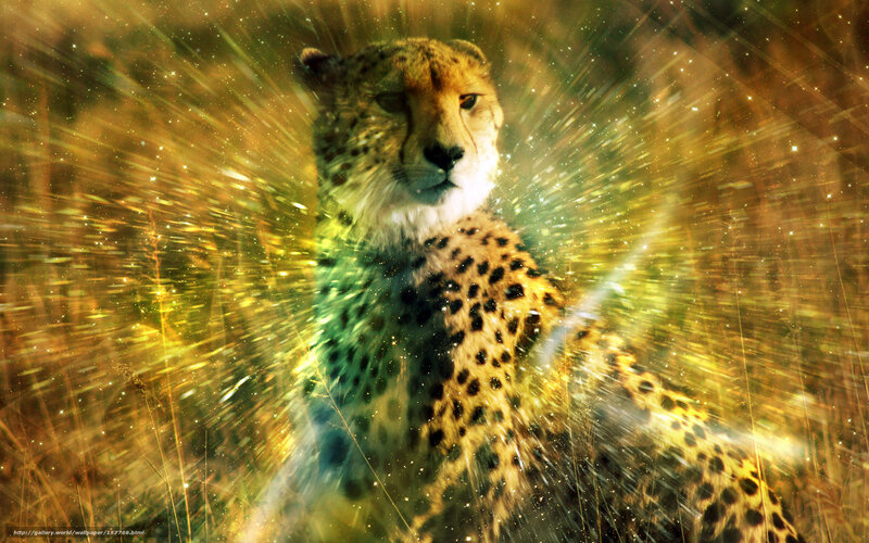 cheetah in golden light
