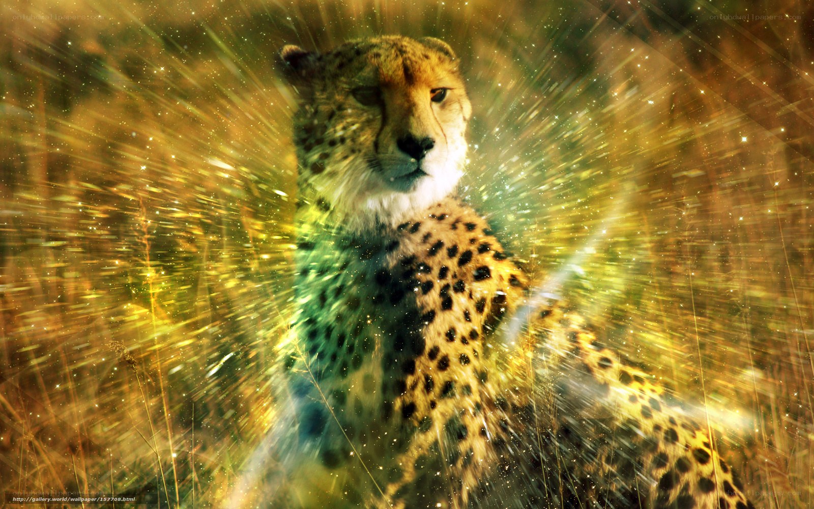 cheetah in golden light
