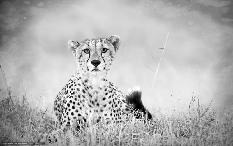 Cheetah in Grass — Black, Calm, Photograph