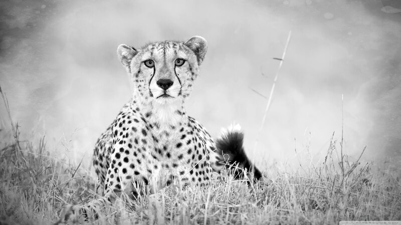 Cheetah in Grass — Black, Calm
