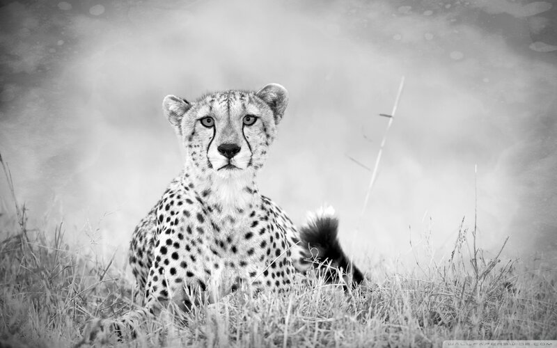 Cheetah in Grass — Black