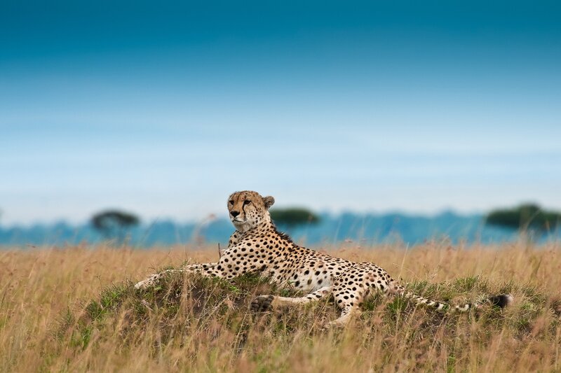 Cheetah in Grass — Blue, Calm, Afternoon, Photograph, Sky, Trees, Brown, Green