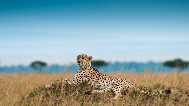 Cheetah in Grass — Blue, Calm, Afternoon