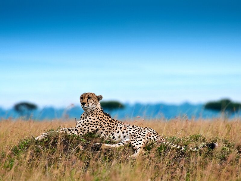 Cheetah in Grass — Blue, Calm