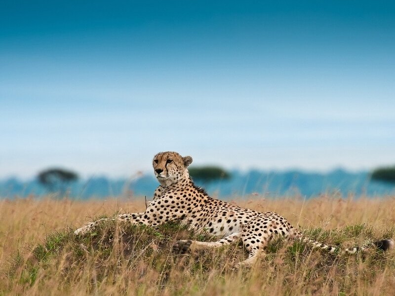 Cheetah in Grass — Blue