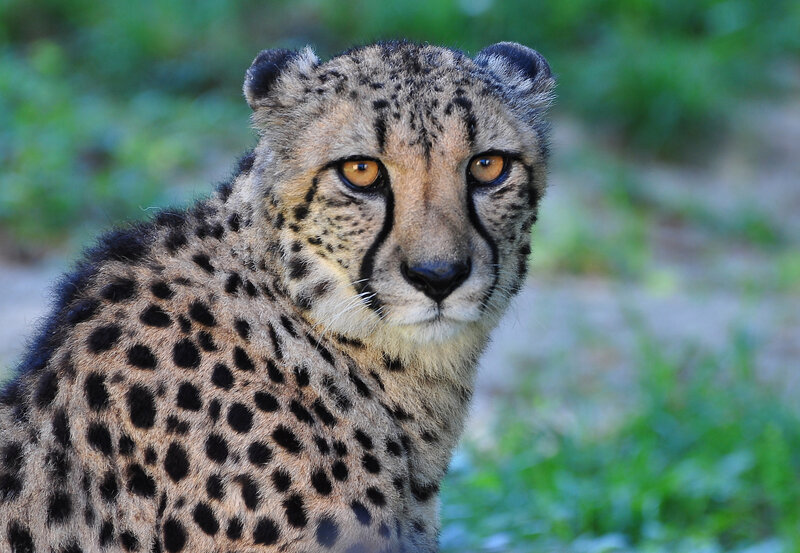 Cheetah in Grass — Brown, Alert, Afternoon, Photograph, Eyes
