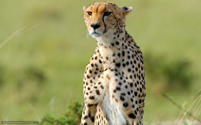 Cheetah in Grass — Brown, Alert, Afternoon, Photograph, Safari