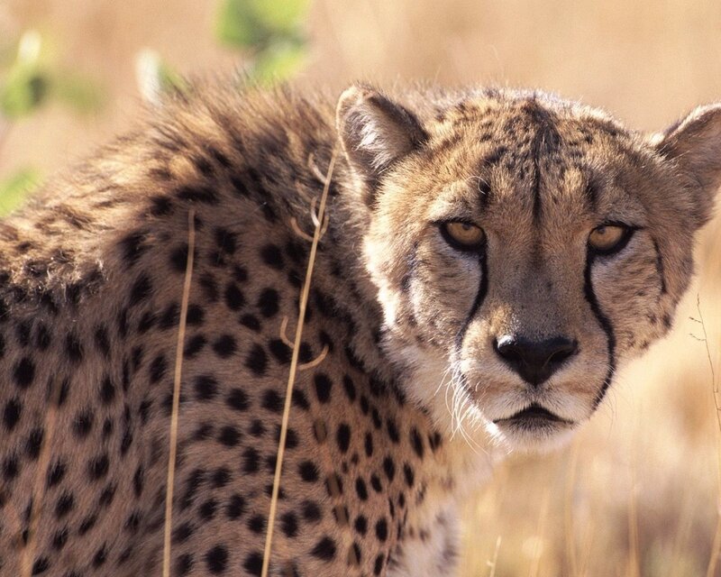 Cheetah in Grass — Brown, Alert, Afternoon, Photograph, Sunlight, Tan, Black