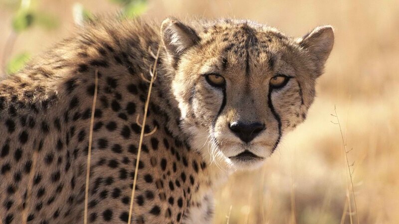 Cheetah in Grass — Brown, Alert, Afternoon, Photograph, Sunlight, Tan, Yellow