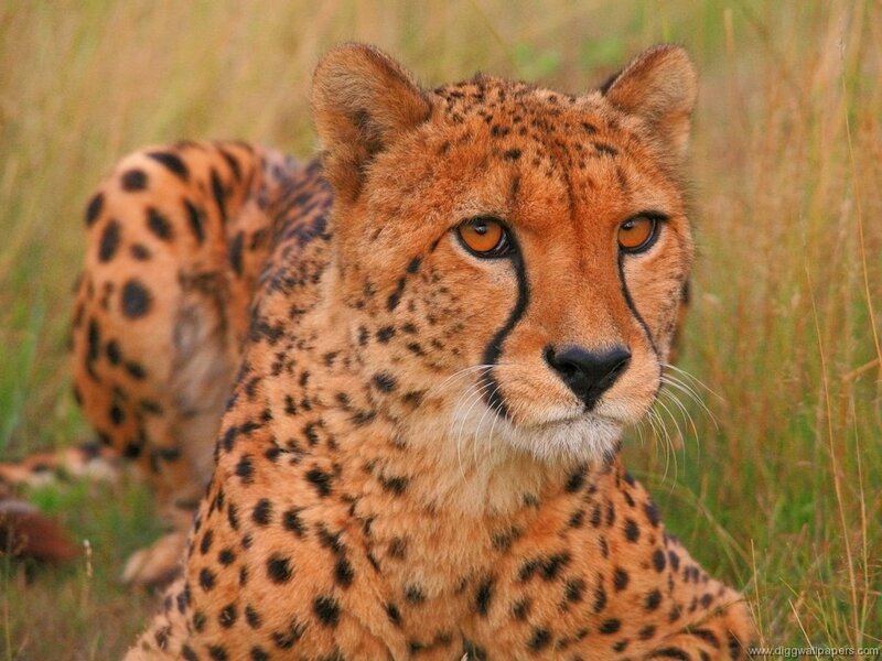 Cheetah in Grass — Brown, Alert, Afternoon, Photograph