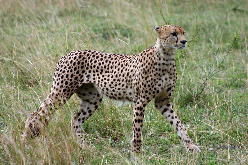 Cheetah in Grass — Brown, Alert, Afternoon, Photograph, Wildlife