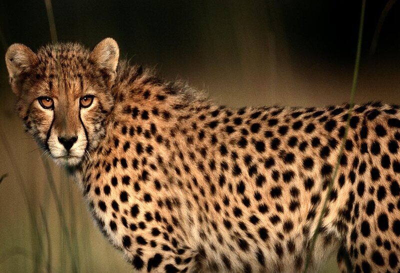 Cheetah in Grass — Brown, Alert, Night, Photograph