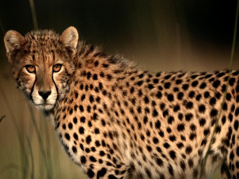 Cheetah in Grass — Brown, Alert, Night
