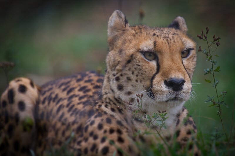 Cheetah in Grass — Brown, Alert, Photograph