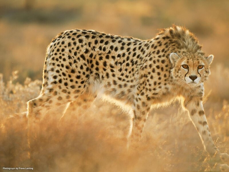 Cheetah in Grass — Brown, Alert, Sunset
