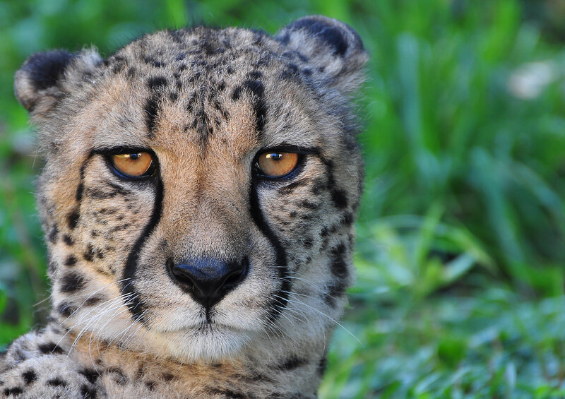 Cheetah in Grass — Brown, Calm, Afternoon