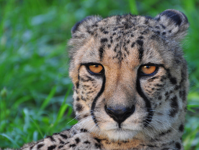 Cheetah in Grass — Brown, Calm