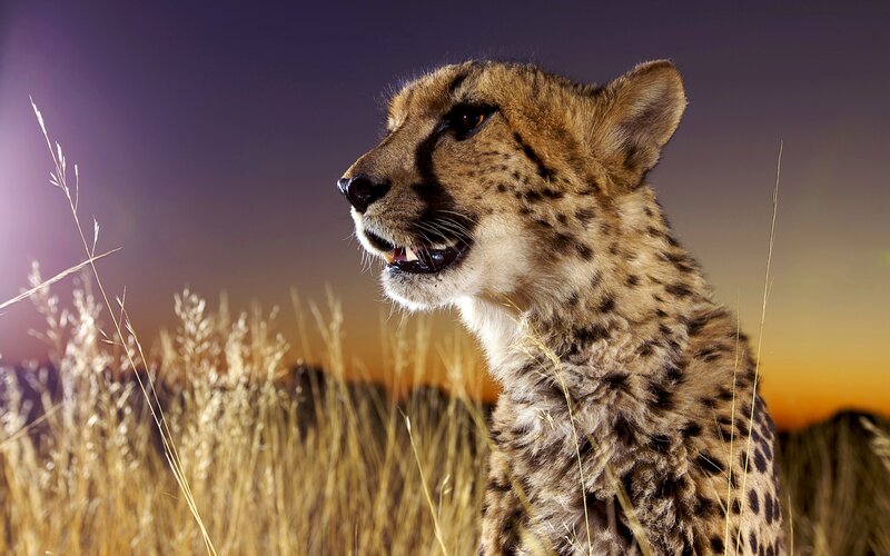 Cheetah in Grass — Brown, Dramatic